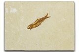Small Fossil Fish (Knightia) - Wyoming #355623-1
